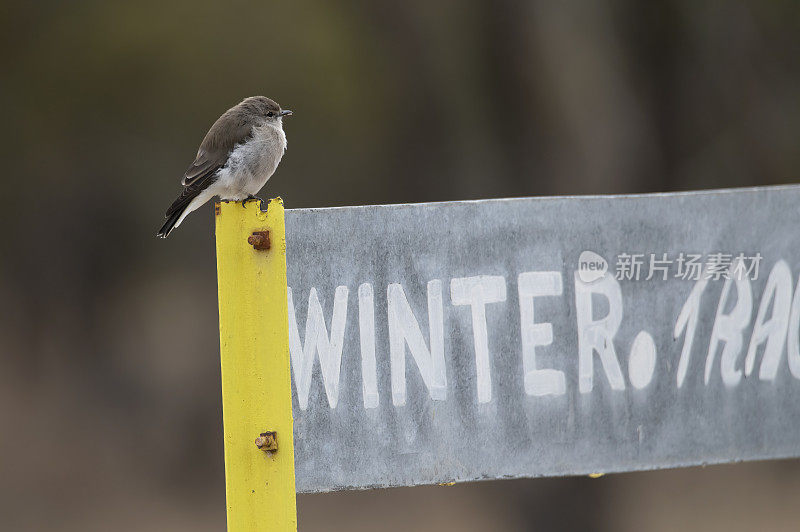 Jacky Winter (Microeca fascinans)